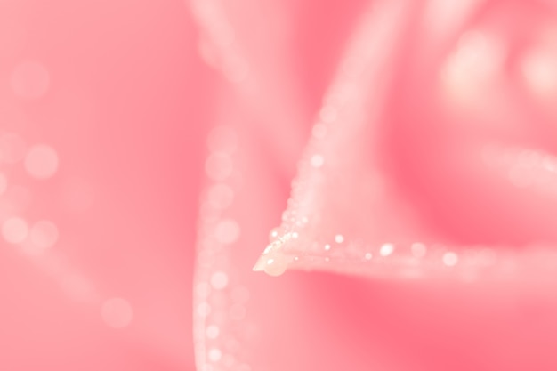 Bokeh background on the pink flower petals