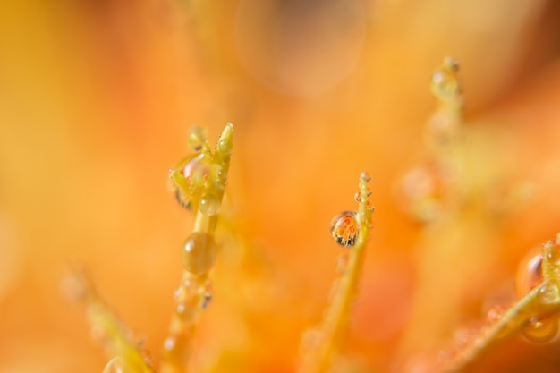 사진 물으로 bokeh 배경 오렌지 꽃 꽃잎에 떨어진다