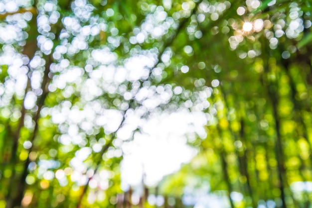 Bokeh bamboo.