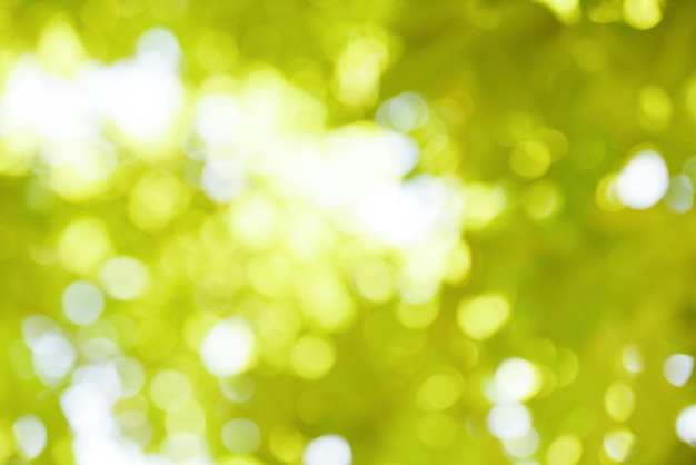 Bokeh blur background branch tree green leaf on sky sunlight