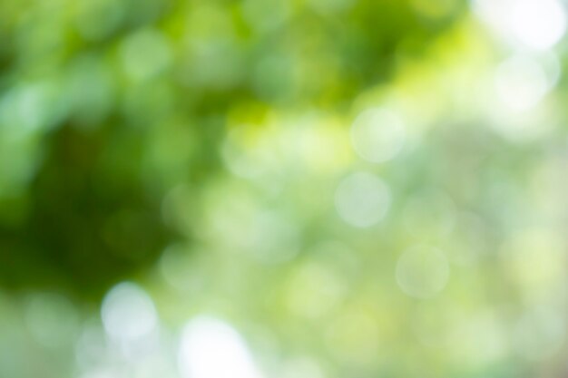 Bokeh blur tree nature background with sunlight on summer Spring season