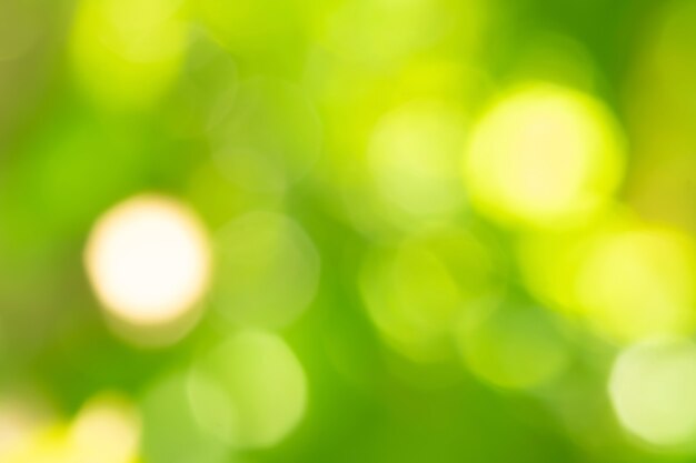 Bokeh blur tree nature background with sunlight on summer. Spring season.