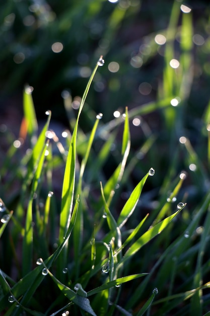 Bokeh effect on a green barley plant wheat with dewdrops on its leaves at a dawn of aragon