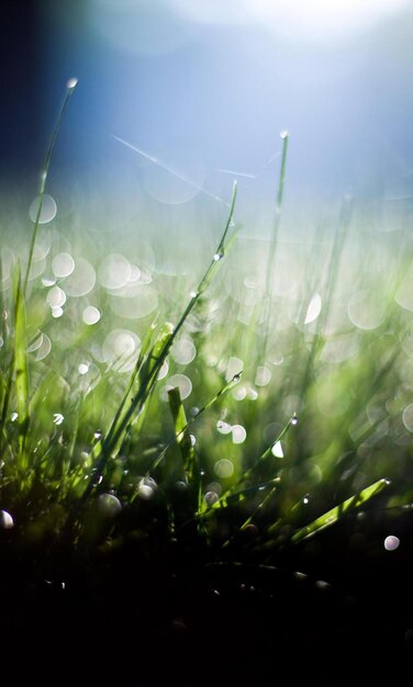 Photo bokeh grass with water droplets water droplets on grass in bokeh dewy grass in bokeh closeup of gra