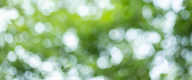 Bokeh green background