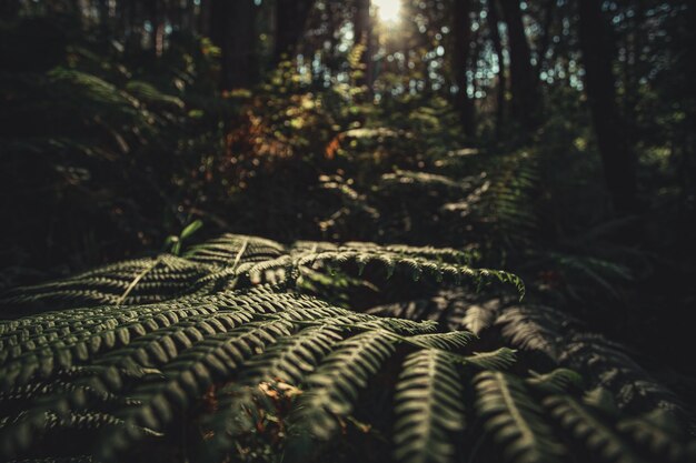 Bokeh green leafs on the forest