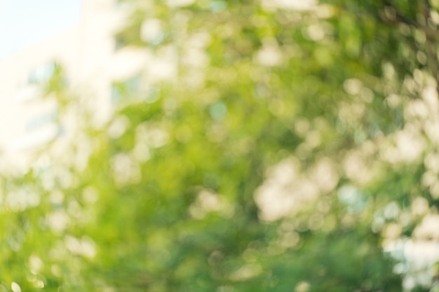 bokeh green leaves blur background