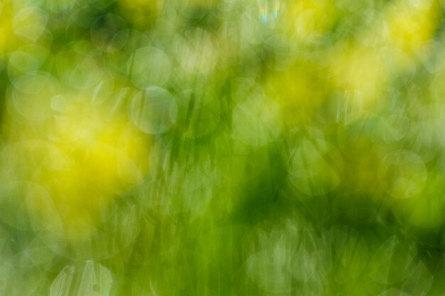 Bokeh groen verfrissende natuur