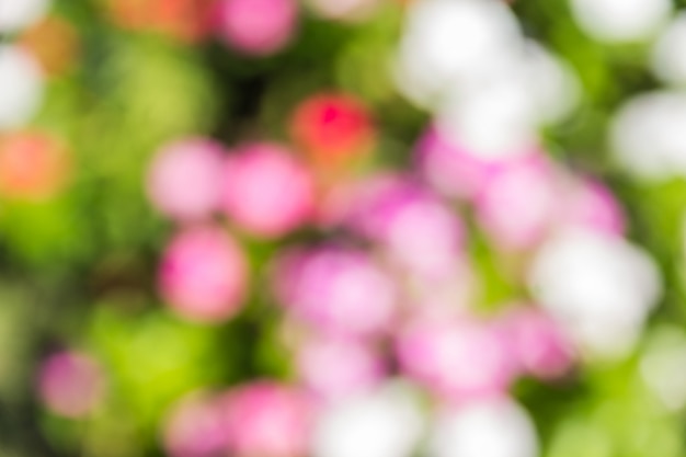 Photo bokeh many colorful in gardens