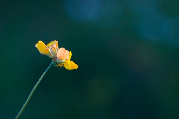 Bokeh of the nature, nature background, green colors. Sunlight on the grass and growing plants. Beautiful nature.