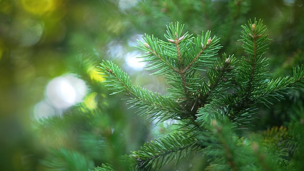 bokeh on New Year's coniferous green branches With sunlight passing through them selective focus