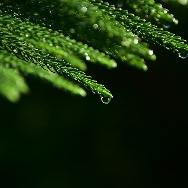 写真 緑の背景に松のボケ味の葉