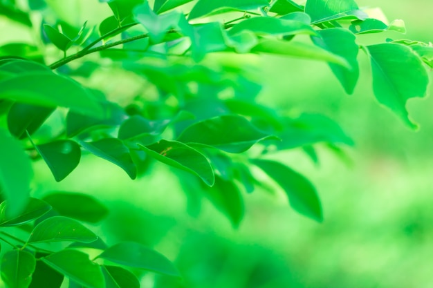 Bokeh of Tree Листья для фона природы и сохранения зеленой концепции, мягкие и размытые из фока