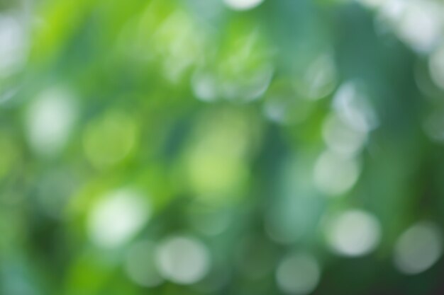 Bokeh of Tree Leaves for nature background