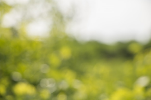 Bokeh of Tree Leaves for nature background