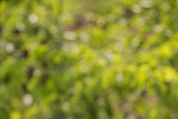 Bokeh of Tree Leaves for nature background   