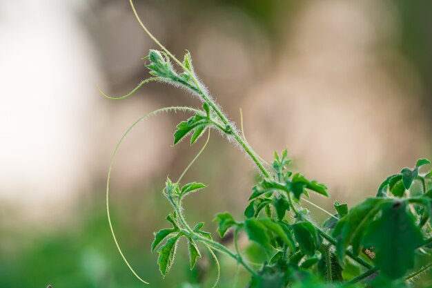 Bokeh van boombladeren voor aardachtergrond en sparen groen