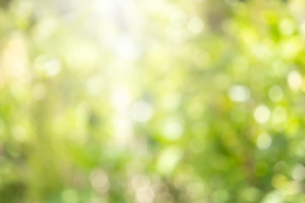 Bokeh vervagen boom natuur achtergrond met zonlicht op de zomer. Lente seizoen.