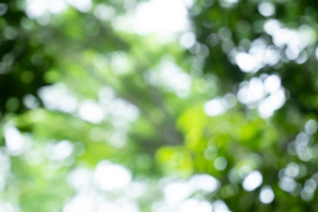 Bokeh vervaging boom natuur achtergrond met zonlicht op zomer lente seizoen