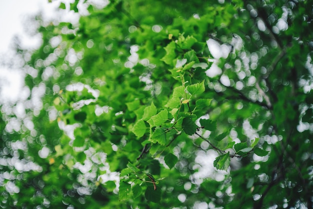 햇빛에 나무의 생생한 나뭇잎의 Bokeh. 자연 녹색 배경입니다. 복사 공간이 풍부한 풍부한 녹지. 화창한 날에 defocused 무성 한 단풍의 추상 질감. 흐림에서 경치 좋은 자연의 배경입니다.