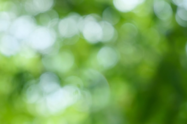 Bokehachtergrond van groene bladeren aan de boom Met groene bokeh Lichtgroen met een wazig geel Th