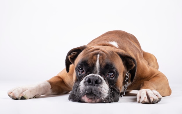 Bokserhond die met zijn hoofd op de vloer op wit liggen.