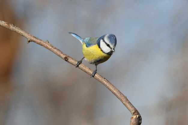 Bold blue tit