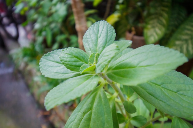 Boldo bladeren in een tuin in Rio de Janeiro Brazilië