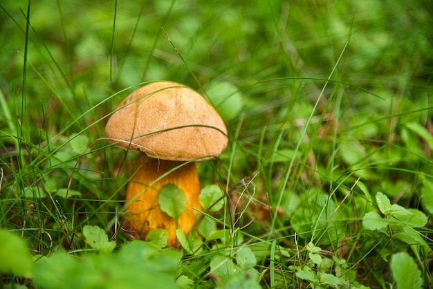 Boleetpaddestoel het groeien in het bos