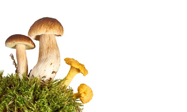 Фото Болетные и шантерельные грибы на лосах, изолированные с пространством для текста