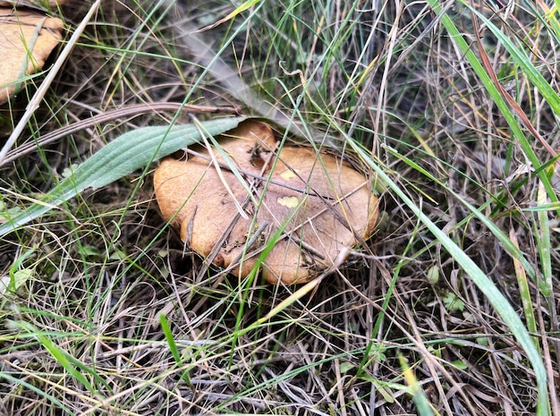 Foto boletus fungo commestibile in autunno fungo forestale dell'erba close-up immagine a messa a fuoco selettiva vista laterale