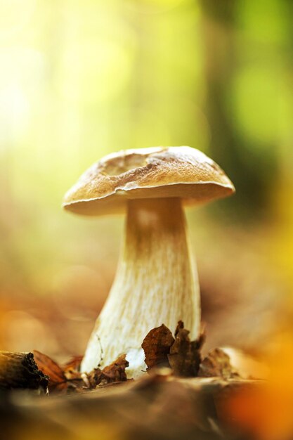 Photo boletus edulis in the forest during autumn day