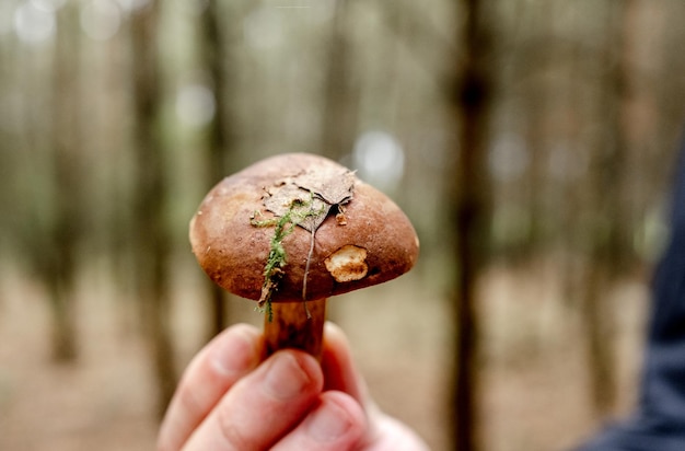 Boletus Edulis Mushroom in hand