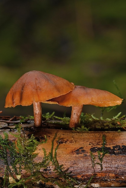 boletus edulis mushroom