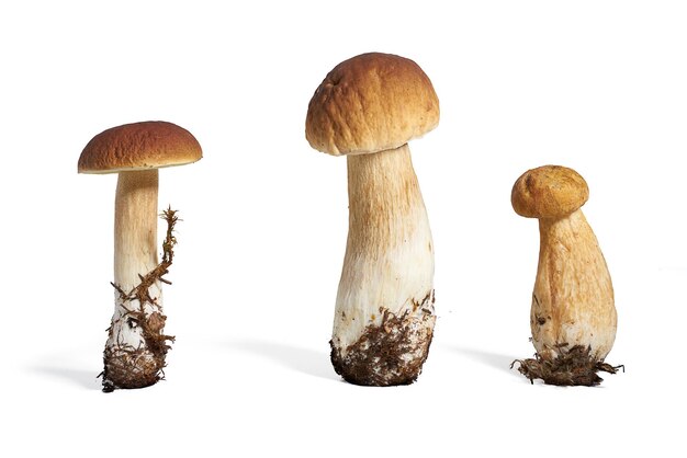 Boletus Edulis грибы, выделенные на белом фоне