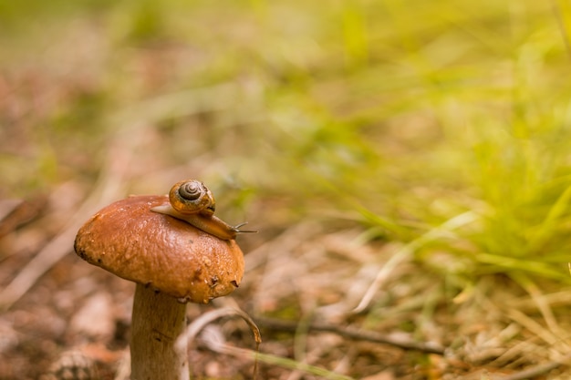 Boletus edulis paddestoel. Eekhoorntjesbrood groeien in bos. Hoge kwaliteit foto