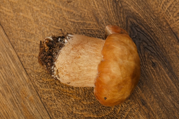 사진 boletus 새싹