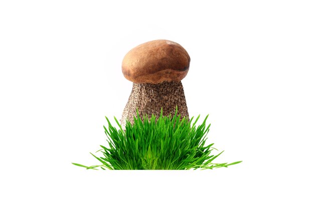 Boletus een paddestoelgras dat op witte achtergrond wordt geïsoleerd