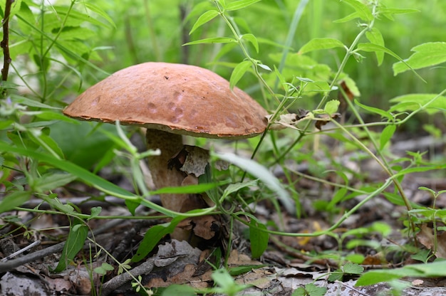 boletus. Growing mushroom aspen in the grass in forest