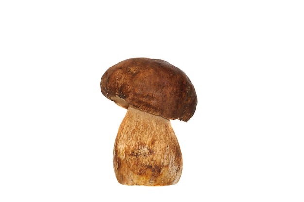 흰 배경에 고립 된 boletus