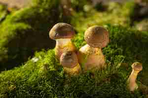 Photo boletus in the moss in the forest on a dark background mushroom on moss on a dark background mushr