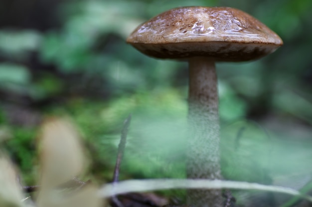 Boletus mushroom drop of water