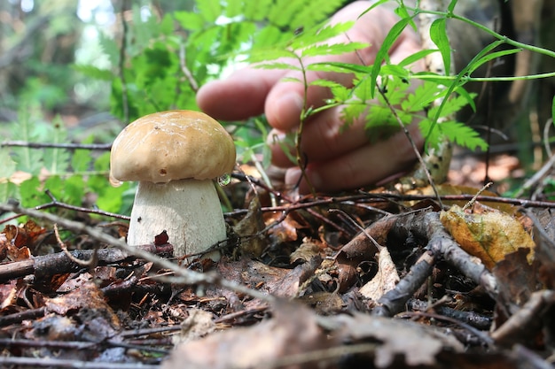 Boletus mushroom drop of water