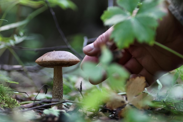 Boletus mushroom drop of water