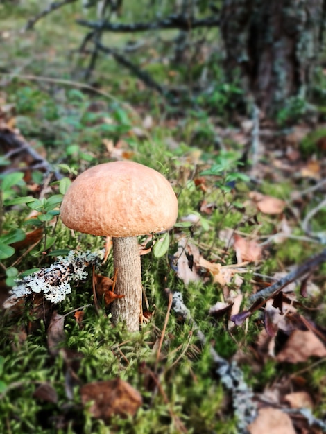 가 숲에서 태양 빛으로 숲에서 boletus 버섯. 숲에서 버섯을 찾으십시오. 숲 버섯 개념입니다.