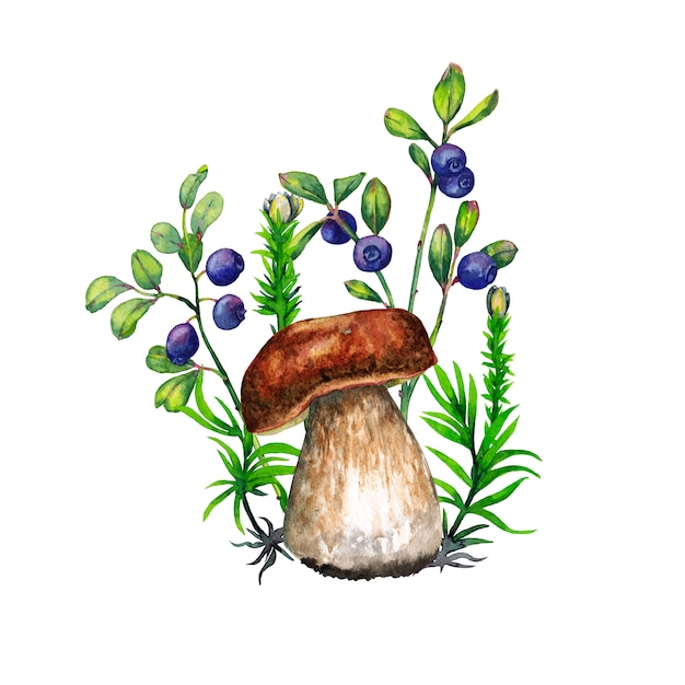 Boletus mushroom, green grass and small bush with blueberries. Watercolor painting.