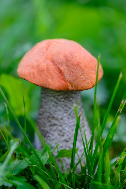 Boletus mushroom in green grass