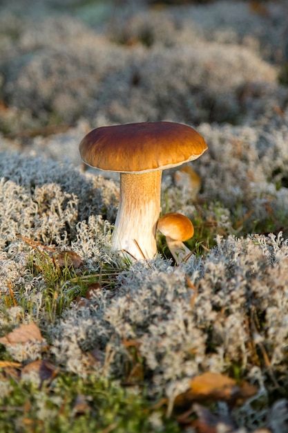 Boletus mushroom on the green moss in the forest.