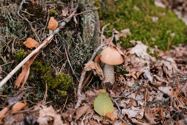 boletus mushroom grows in the forest in the moss