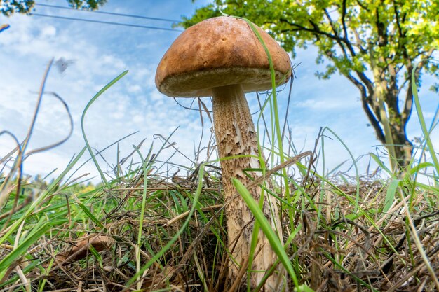 Boletus mushroom in its natural environment Forest edible mushroom on a natural background Mushroom season in the forest